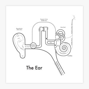 Ear Anatomy Print 8&quot;x8&quot; Letterpress