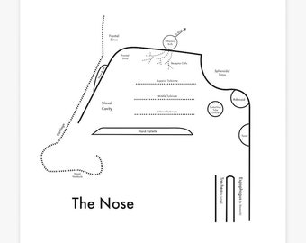 Nose and Sinus chart 8"x8" Letterpress