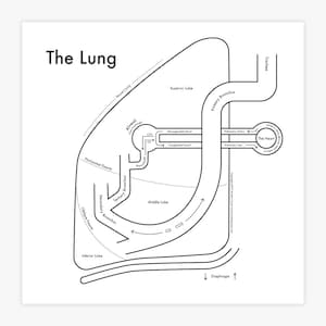 Lung Chart Letterpress Print 8&quot;x8&quot;