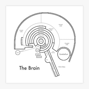 Brain Chart Letterpress Print 8&quot;x8&quot;