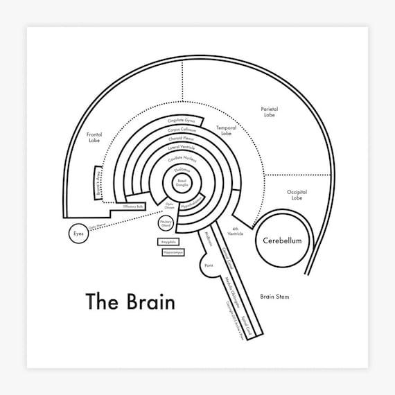 Brain map 8