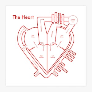 Heart Anatomy Chart 8&quot;x8&quot; Letterpress Print