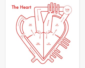 Heart Anatomy Chart 8&quot;x8&quot; Letterpress Print