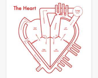 Heart Anatomy Chart 8"x8" Letterpress Print