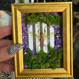 May include: A rectangular gold-toned frame containing a preserved insect specimen with translucent green and pink wings. The background features a black and white vertical striped pattern, surrounded by green moss and purple crushed glass accents.