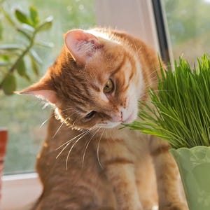 May include: An orange tabby cat eating green grass from a light green pot. The cat is near a window with a potted plant in the background. The cat has yellow eyes and is looking down at the grass.