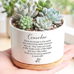 May include: A white ceramic planter with a wooden base, filled with assorted succulents. The planter has the word "Coworker" and a message printed on it. The succulents are various shades of green and blue-green.