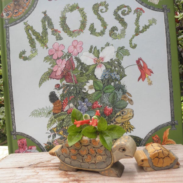 Wood Toy Set Mossy Turtle-Baby Turtle-Story Book Series-Jan Brett-Pretend Play-Waldorf Inspiré