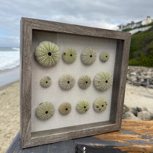 Può includere: Un'esposizione incorniciata di gusci di ricci di mare. I gusci sono di varie dimensioni e tonalità di verde, disposti su uno sfondo di tessuto neutro all'interno di una cornice di legno grigio consumato. Lo sfondo mostra una scena di spiaggia con l'oceano e il cielo.