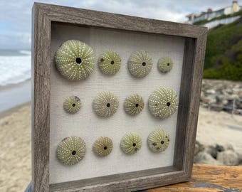 Handmade Sea Urchin Shell Shadow Box: Coastal Beach Decor (9x9)