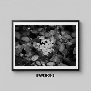 Plumbago Floral Branch, Black and White photo, Printable Modern Nature Texture Wall Art, B&W Digital Print, Instant Download