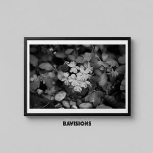 May include: Black and white framed photograph of a cluster of small, delicate flowers with four petals, surrounded by leaves and small stones. The image is in grayscale, with varying shades of gray.