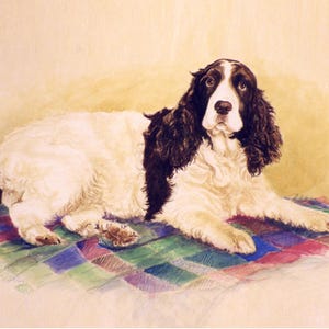 English Springer Spaniel on Blanket Art Print, Springer Spaniel Reclining Art, English Springer Spaniel Watercolor Print by P. Tarlow