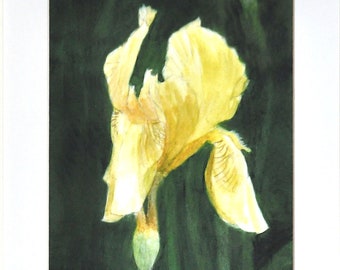 Yellow Iris Floral Art Print, Yellow Flower in Garden from Watercolor  by P. Tarlow