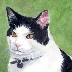 Tuxedo Cat Portrait Head Art Print, Tuxedo Cat Portrait Watercolor Art, Black and White Cat Watercolor Painting by P. Tarlow