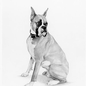 Boxer Dog Drawing Art Print, Dog Pencil Drawing, Dog Art Print, Boxer Dog Sitting Print, Boxer Dog B/W Art Print by P. Tarlow