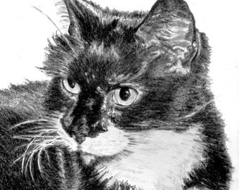 Tuxedo Cat Drawing Art Print, Black and White Cat Portrait Drawing Print, Cat Art, Black and White Tuxedo Cat Drawing by P. Tarlow