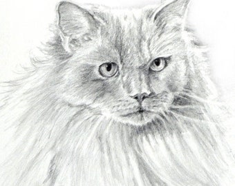 Ragdoll Cat Drawing Art Print, Ragdoll Cat B/W Print, Ragdoll Cat Pencil Art, Cat Drawing, Cat Pencil Drawing by P. Tarlow