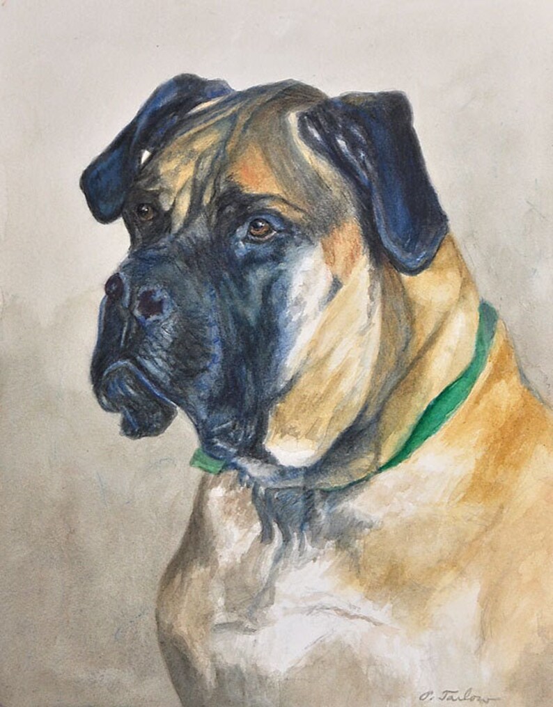 A fine art print from an original watercolor painting of a brown, beige and black English Mastiff dog with a green collar. The dog is looking to the left of the image with a serious expression.