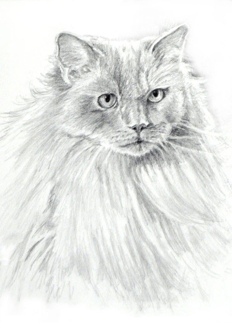Ragdoll Cat Drawing