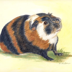Guinea Pig Art Print, Orange and Black Guinea Pig Watercolor Print, Nursery, Childrens Home Decor Wall Art, from painting by P. Tarlow