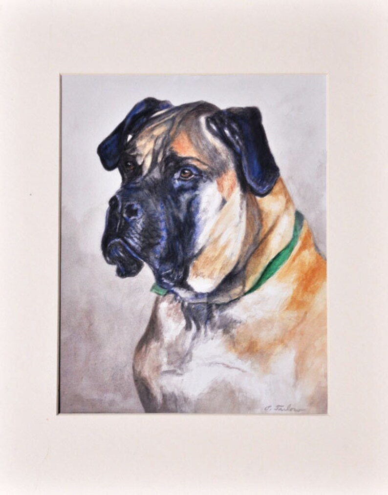 May include: Watercolor painting of a brown and black Bullmastiff dog with a green collar. The dog is looking to the left of the image.