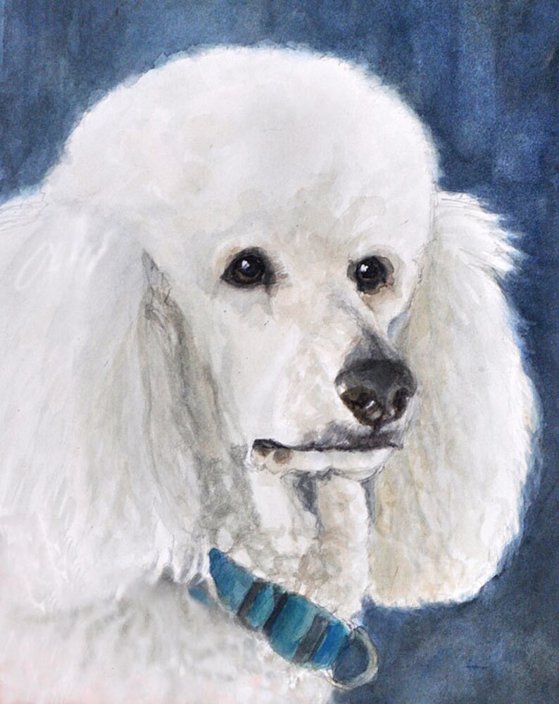Poodle Art Print White Poodle Art Standard White Poodle Etsy