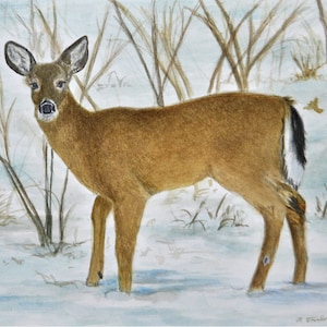 Deer in Snow Art Print, White Tail Deer Art, Woodland Animal, Doe in Snow, Home Decor Wall Art, Nursery Art, Deer Watercolor by P. Tarlow
