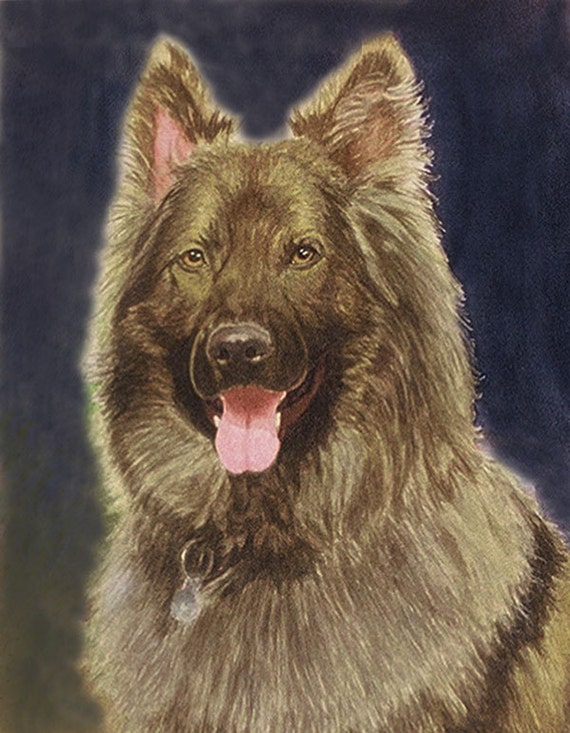 Long Haired German Shepherd Art Print German Shepherd Print Etsy