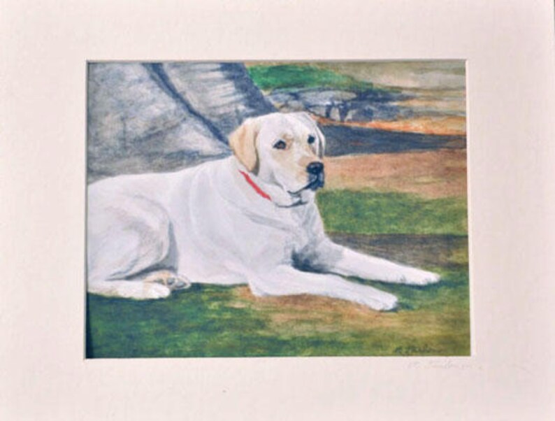 May include: A watercolor painting of a white Labrador Retriever lying down with its head turned to the side. The dog is wearing a red collar and is set against a green grassy background.
