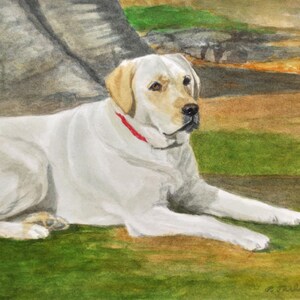 A fine art print from an original watercolor painting of a yellow labrador retriever lying on the ground on a green grassy surface. The dog has a red collar and its head is raised as it looks to its right. There is a large lower part of a tree trunk behin the dog. Thebackground is a softly defined watercolor of brown, golden and green tones.