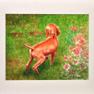 Vizsla Dog Art Print, Vizsla Puppy in Garden Print, Vizsla Puppy Art, Dog Watercolor Art Print, Vizsla Watercolor Painting by P. Tarlow 8x10"In11x14"Mat