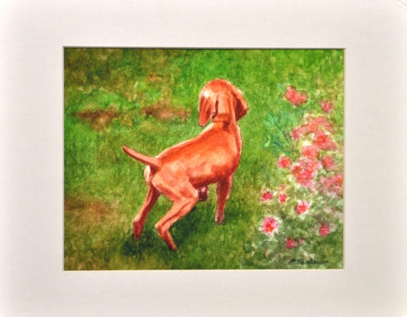 Vizsla Dog Art Print, Vizsla Puppy in Garden Print, Vizsla Puppy Art, Dog Watercolor Art Print, Vizsla Watercolor Painting by P. Tarlow 8x10"In11x14"Mat