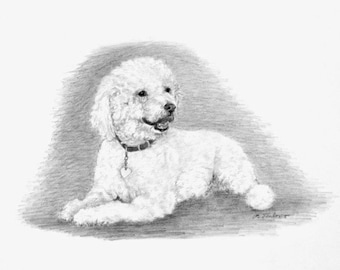 Wheaten Terrier Drawing Art Print, Wheaten Terrier Pencil Drawing, Dog Art Print, Soft Coated Wheaten Terrier Art Print by P. Tarlow