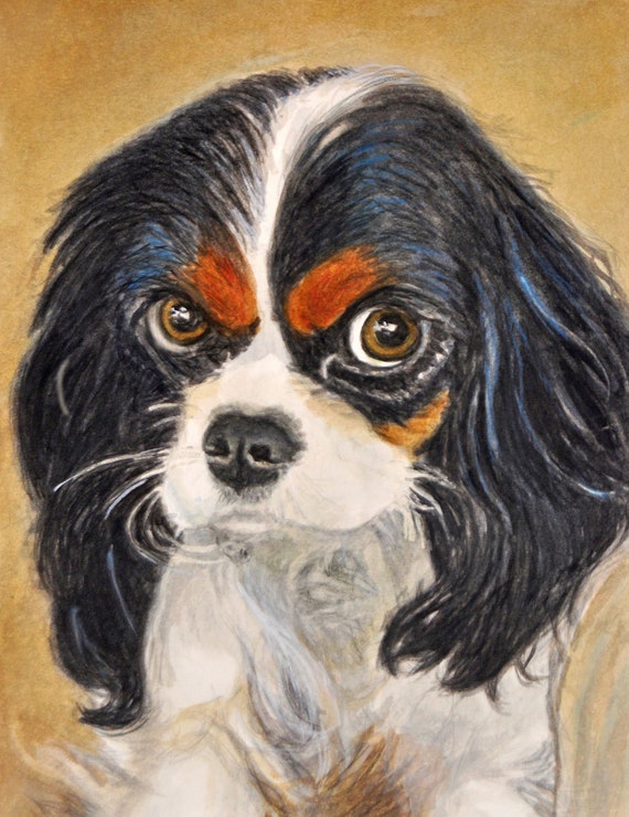 tri color king charles spaniel