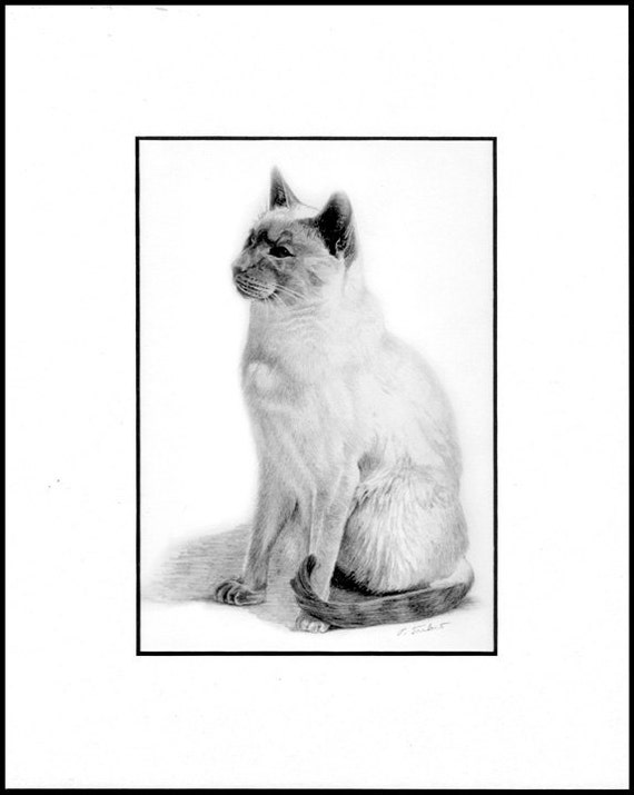 Siamese Kat Tekening Art Print Siamese Kat Potlood Tekening Etsy