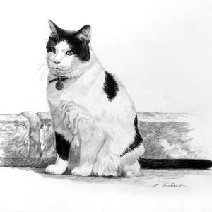 Black and White Cat Drawing Art Print, Black and White Cat and Stone Wall, Tuxedo Cat Drawing, Cat Graphite Pencil Drawing by P. Tarlow