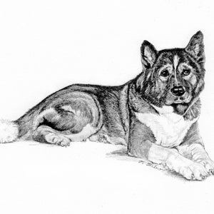 Malamute Drawing Art Print, Alaskan Malamute Art, Malamute Dog Pencil Drawing, Malamute BW Art Print, Malamute Portrait by Phyllis Tarlow