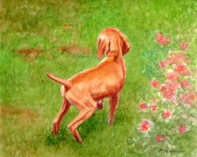 Vizsla Dog Art Print, Vizsla Puppy in Garden Print, Vizsla Puppy Art, Dog Watercolor Art Print, Vizsla Watercolor Painting by P. Tarlow image 1