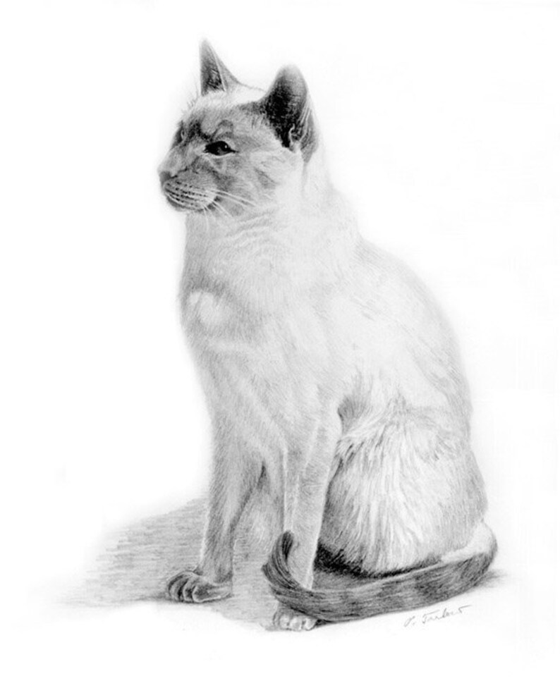 Stampa Di Arte Disegno Gatto Siamese Gatto Siamese Matita Etsy