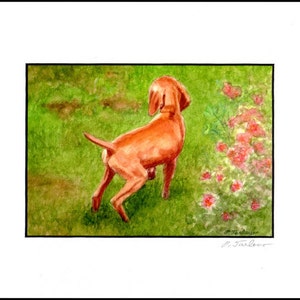 Vizsla Dog Art Print, Vizsla Puppy in Garden Print, Vizsla Puppy Art, Dog Watercolor Art Print, Vizsla Watercolor Painting by P. Tarlow 4.6x6.6"In8x10"Mat