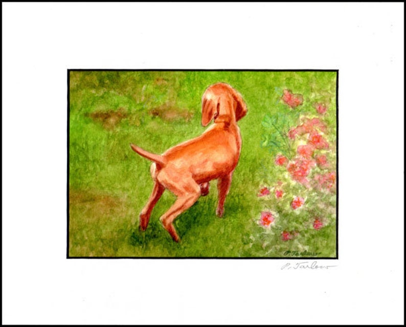 Vizsla Dog Art Print, Vizsla Puppy in Garden Print, Vizsla Puppy Art, Dog Watercolor Art Print, Vizsla Watercolor Painting by P. Tarlow 4.6x6.6"In8x10"Mat