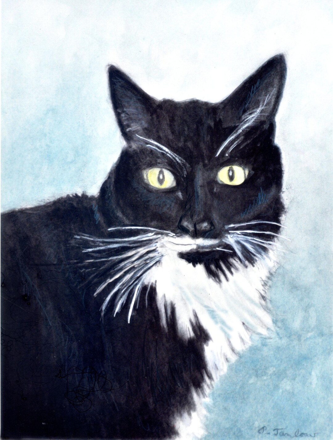 Black and White Cat Portrait Art Print, Black Cat With White Chest ...