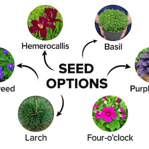 There are many types of seeds.