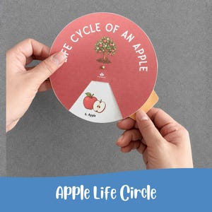 Könnte beinhalten: Eine kreisförmige Lernscheibe mit der Aufschrift LIFE CYCLE OF AN APPLE in weißer Schrift auf rotem Grund. In der Mitte befindet sich eine Illustration eines Apfelbaums, und ein Ausschnitt zeigt eine Grafik eines ganzen und eines aufgeschnittenen Apfels.