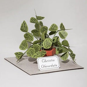 Paper Model DIY Kit  |  Forever Green—Christia Obcordata｜蝙蝠草