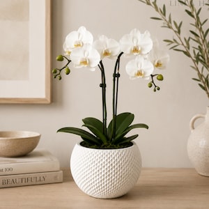 Modern Geometric & Ribbed Self Watering Planter, Minimalist Indoor Planter Pot with Removable Drainage Tray, Orchid Planter Pot, Home Gift