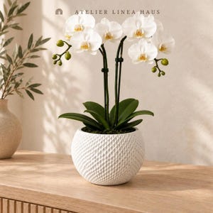 May include: A white orchid plant with multiple blooming flowers and green buds, supported by thin black stakes. The plant is potted in a round, white ceramic planter featuring a textured, diamond-patterned surface. Text reads ATELIER LINEA HAUS.