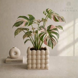 May include: A variegated Monstera plant with green, white, and pink leaves potted in a square, cream-colored ceramic planter with a bubble-textured surface. Next to it sits a small, round, cream-colored vase on a book labeled KINFOLK.