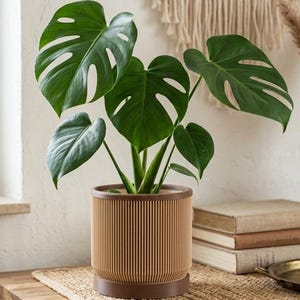 Könnte beinhalten: Eine Topfpflanze mit großen, grünen, geteilten Blättern in einem braunen, gerippten Topf. Der Topf steht auf einer gewebten Matte auf einem Holzschrank. Der Schrank hat ein dekoratives Webmuster auf den Türen. Ein Makramee-Wandbehang befindet sich im Hintergrund.